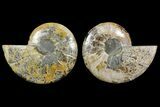Bargain, Cut & Polished Ammonite Fossil - Madagascar #148057-1